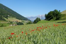 wipptal getreidefelder bei pfons mit mohnblumen