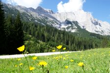 blumenwiese und karkopf hochwand mieminger kette bei gaistalalm