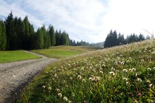 wiesen bei dorflift st oswald kartitsch