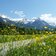 fruehling bei scheffau am wilden kaiser