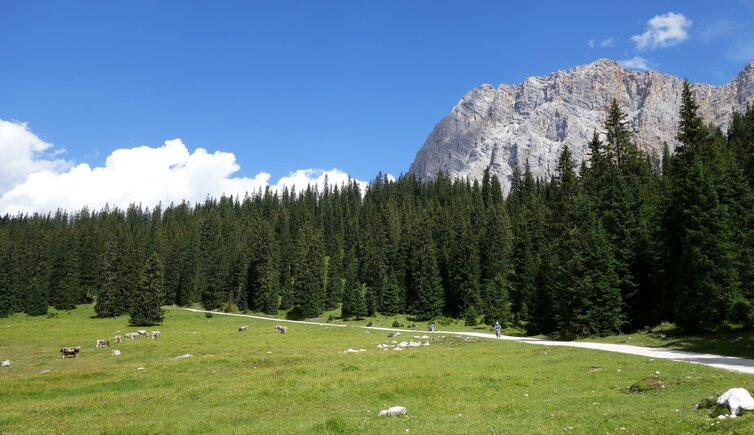 vieh und radfahrer bei igelsee dahinter wetterspitzen