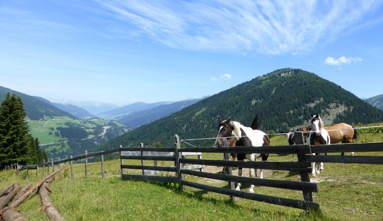 weiden pferde rinder sattelbergalm