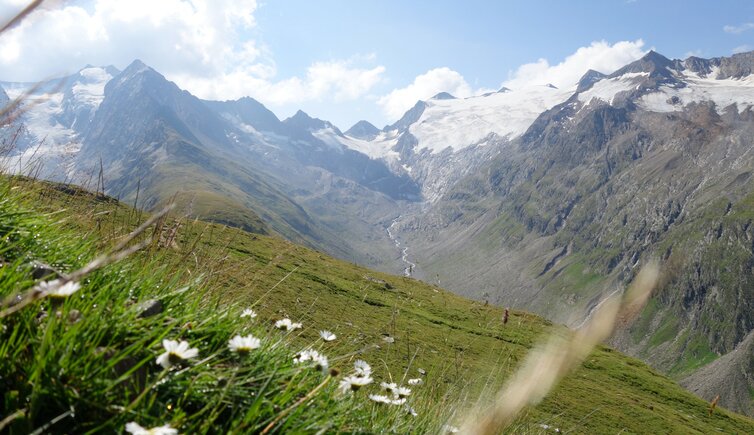 wucherblumen und blick richtung rotmoosjoch