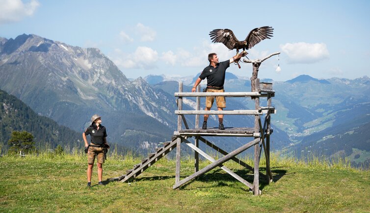 adlerbuehne geniesserberg ahorn foto