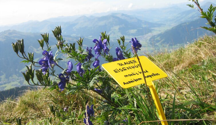 Blauer Eisenhut